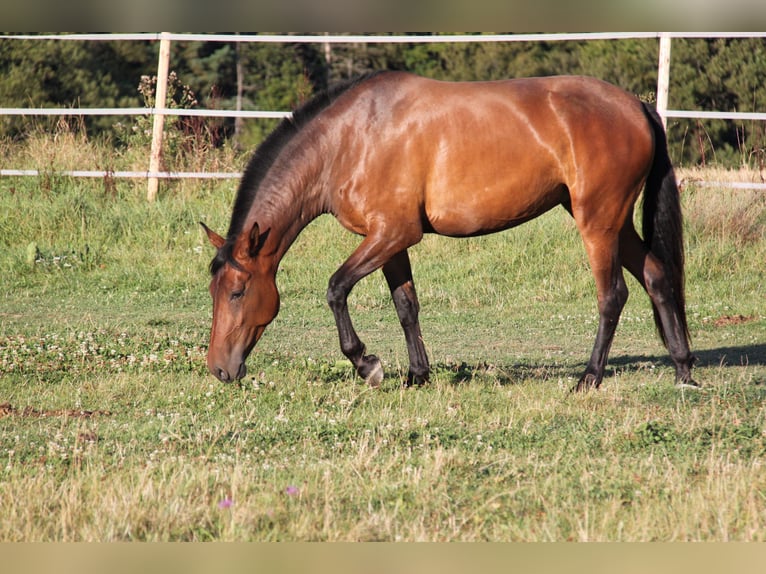 PRE Mix Giumenta 4 Anni 165 cm Baio in Brauweiler