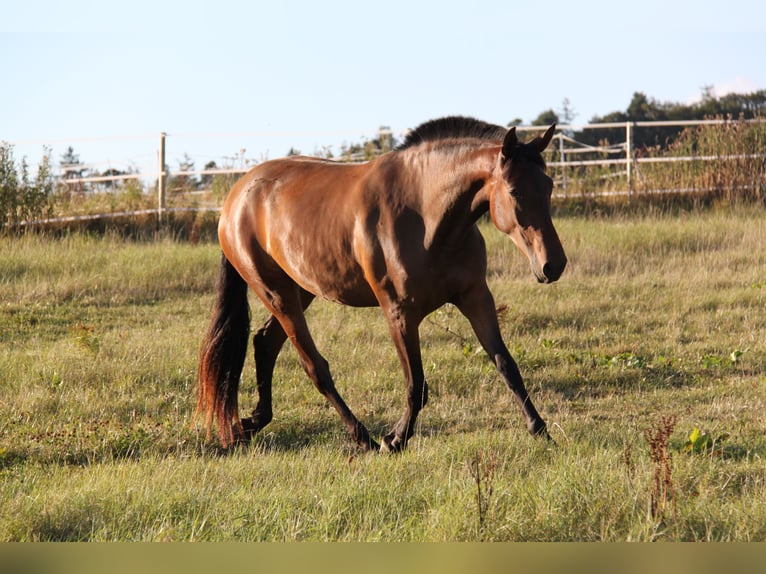 PRE Mix Giumenta 4 Anni 165 cm Baio in Brauweiler