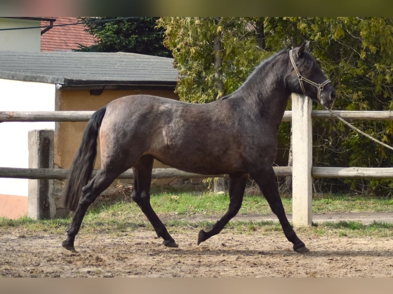 PRE Mix Giumenta 4 Anni 165 cm in Kubschütz