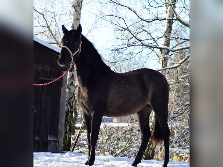 PRE Mix Giumenta 4 Anni 165 cm in Kubschütz