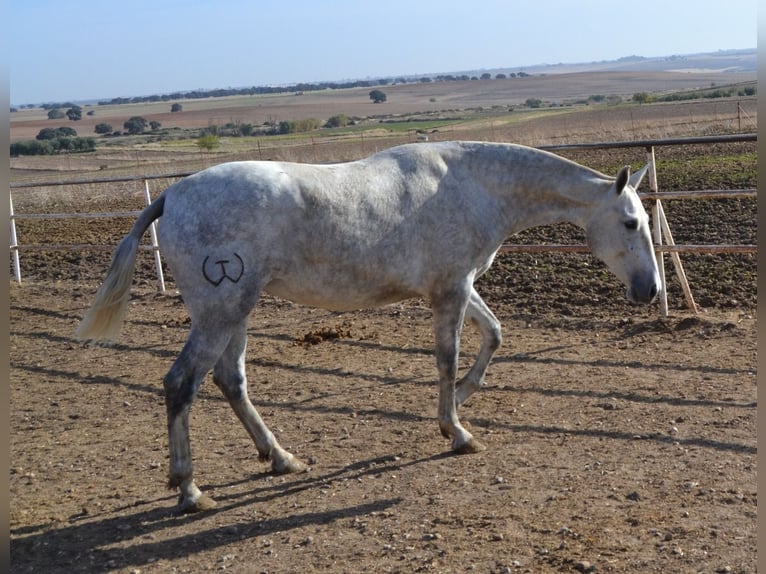 PRE Giumenta 4 Anni 165 cm in Fuentes De Andalucia