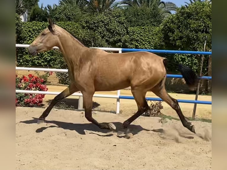 PRE Giumenta 4 Anni 165 cm Falbo in Fuentes De Andalucia