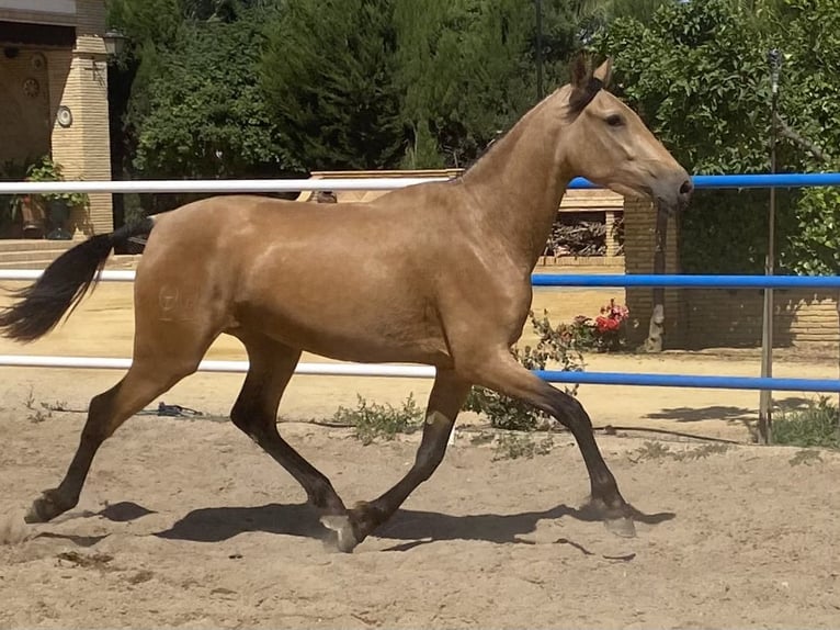 PRE Giumenta 4 Anni 165 cm Falbo in Fuentes De Andalucia