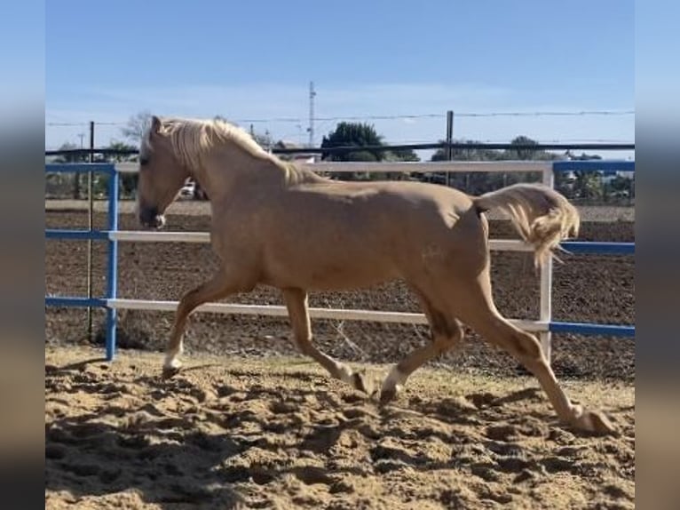 PRE Giumenta 4 Anni 165 cm Falbo in Fuentes De Andalucia