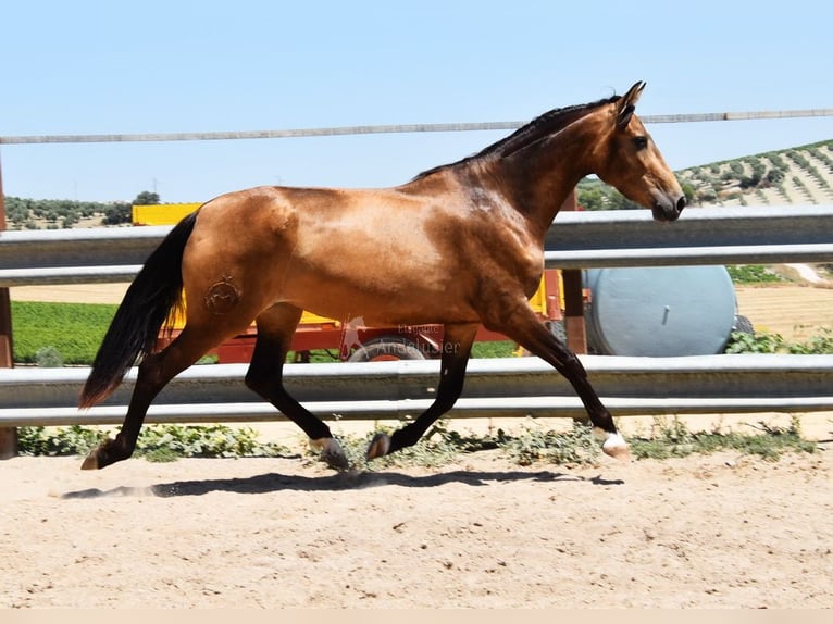 PRE Giumenta 4 Anni 165 cm Falbo in Provinz Cordoba