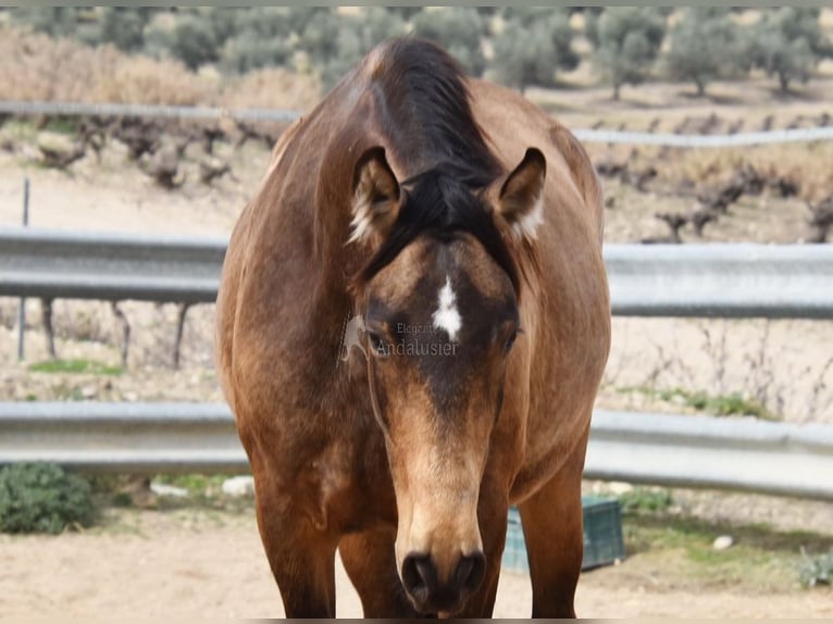 PRE Giumenta 4 Anni 165 cm Falbo in Provinz Cordoba