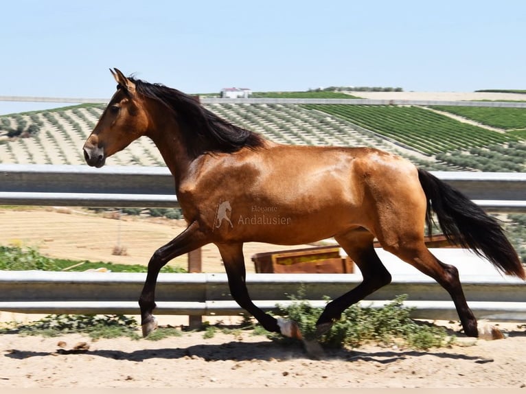 PRE Giumenta 4 Anni 165 cm Falbo in Provinz Cordoba