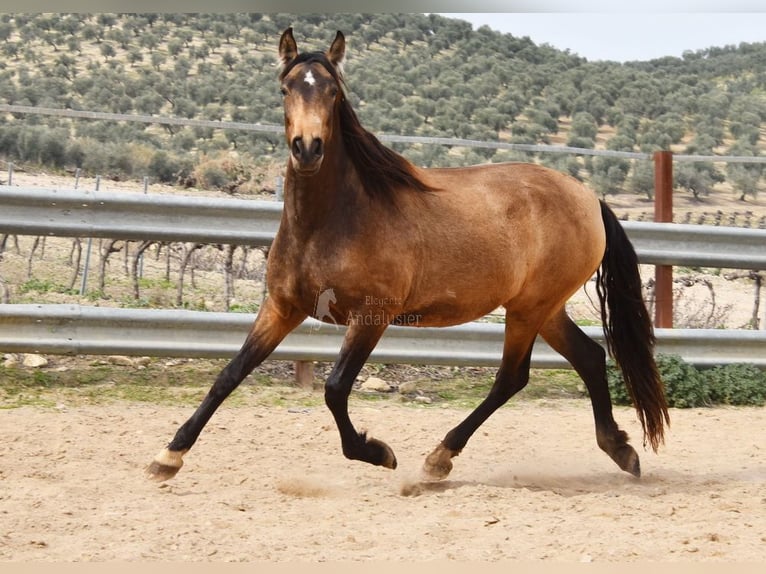 PRE Giumenta 4 Anni 165 cm Falbo in Provinz Cordoba