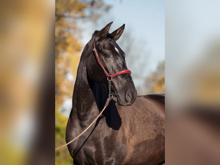 PRE Giumenta 4 Anni 165 cm Morello in CAUMONT