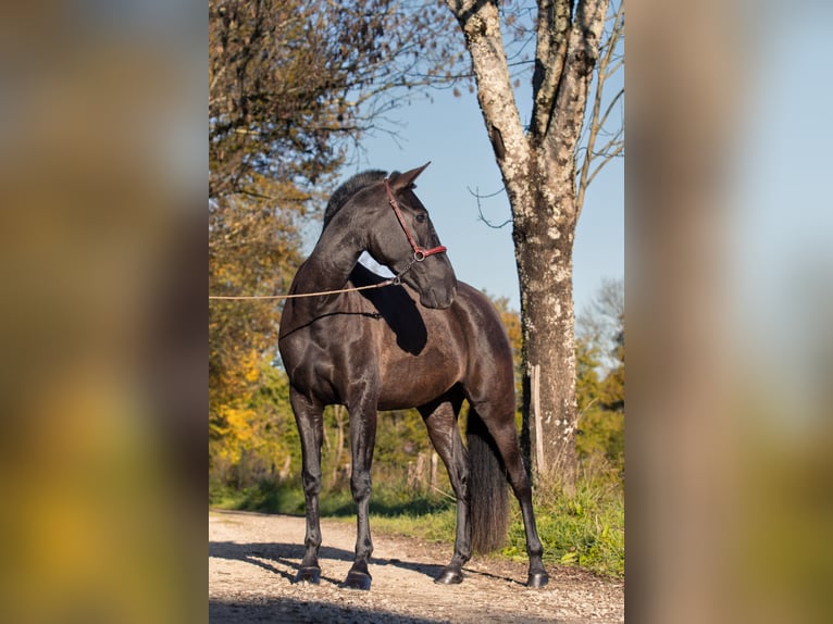 PRE Giumenta 4 Anni 165 cm Morello in CAUMONT