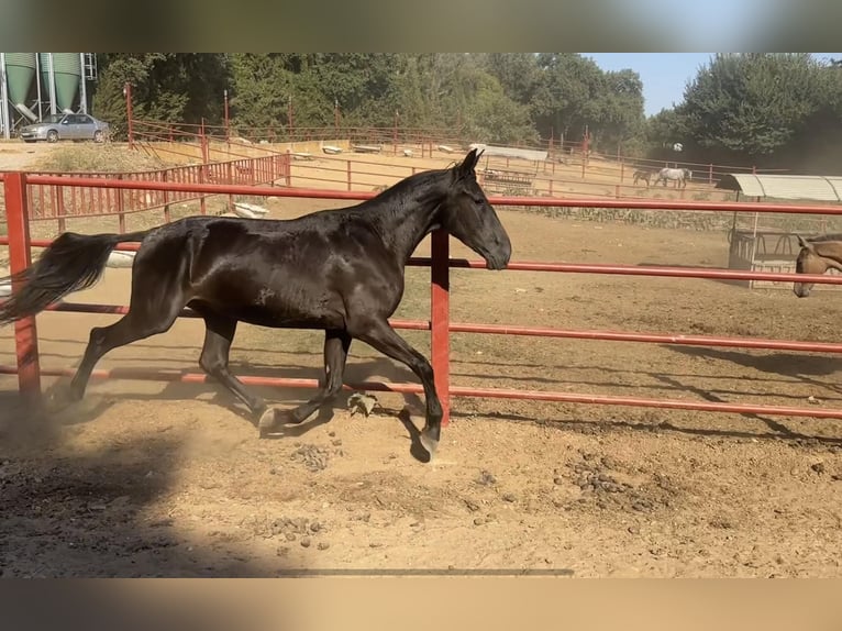 PRE Giumenta 4 Anni 165 cm Morello in Galaroza (Huelva)