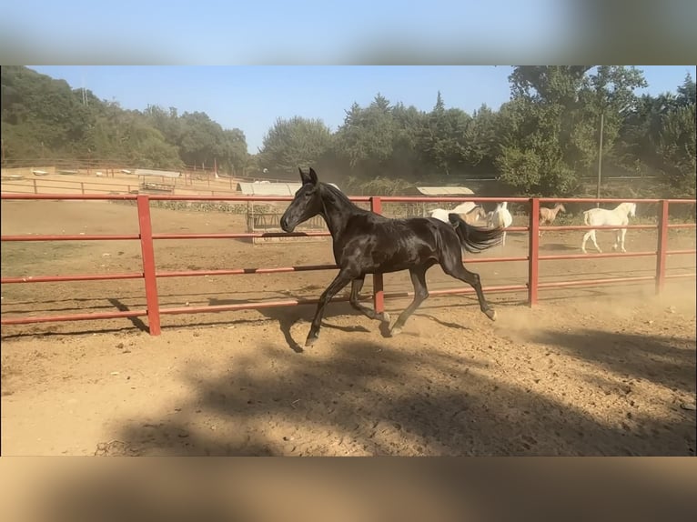 PRE Giumenta 4 Anni 165 cm Morello in Galaroza (Huelva)