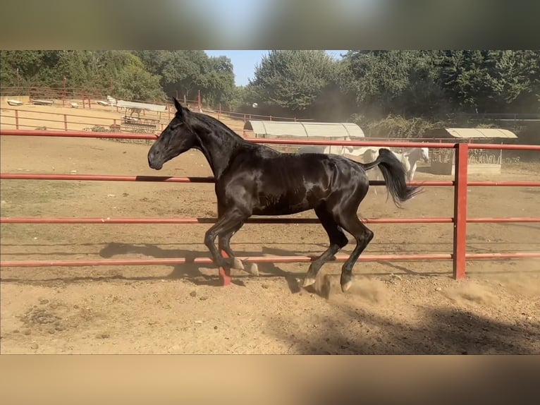 PRE Giumenta 4 Anni 165 cm Morello in Galaroza (Huelva)