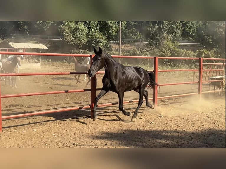 PRE Giumenta 4 Anni 165 cm Morello in Galaroza (Huelva)