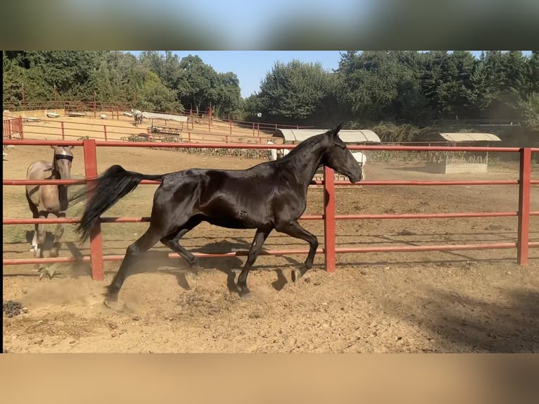 PRE Giumenta 4 Anni 165 cm Morello in Galaroza (Huelva)