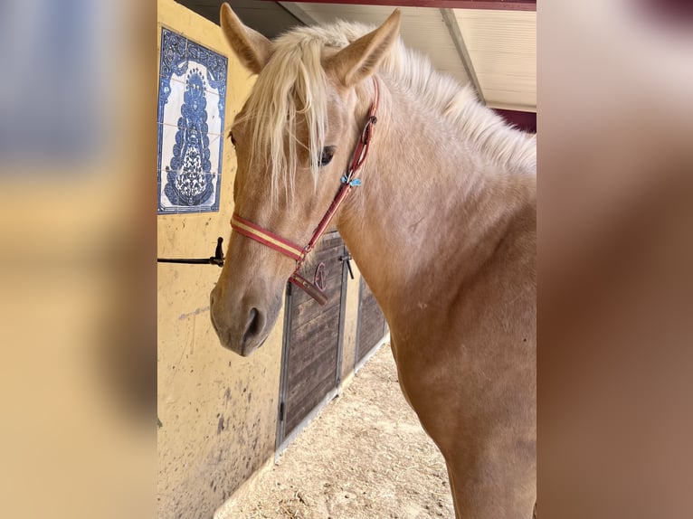PRE Giumenta 4 Anni 165 cm Palomino in Sorbas