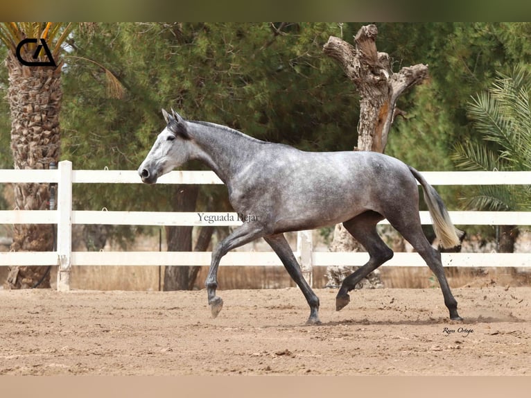 PRE Giumenta 4 Anni 166 cm Grigio pezzato in Puerto Lumbreras