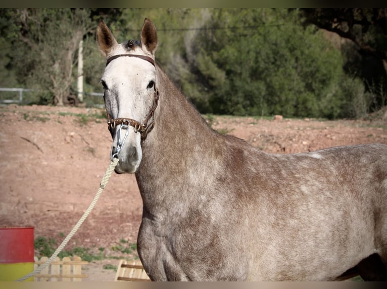 PRE Mix Giumenta 4 Anni 166 cm Leardo in Valencia