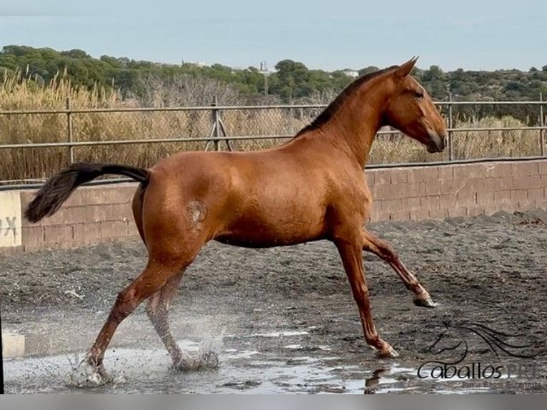 PRE Mix Giumenta 4 Anni 166 cm Sauro in Barcelona