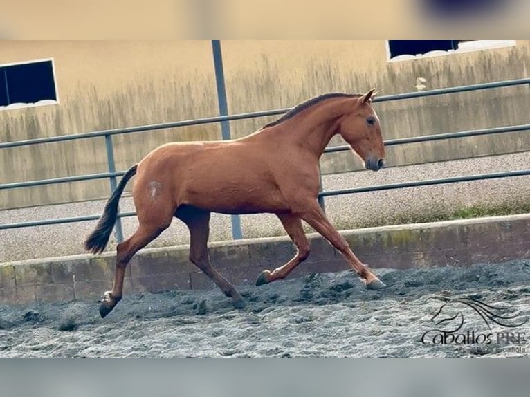 PRE Mix Giumenta 4 Anni 166 cm Sauro in Barcelona
