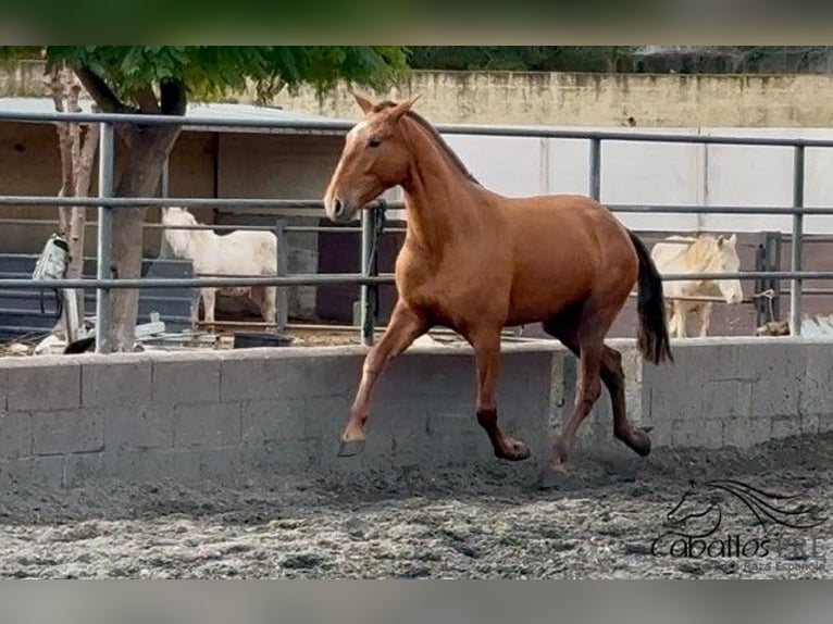PRE Mix Giumenta 4 Anni 166 cm Sauro in Barcelona