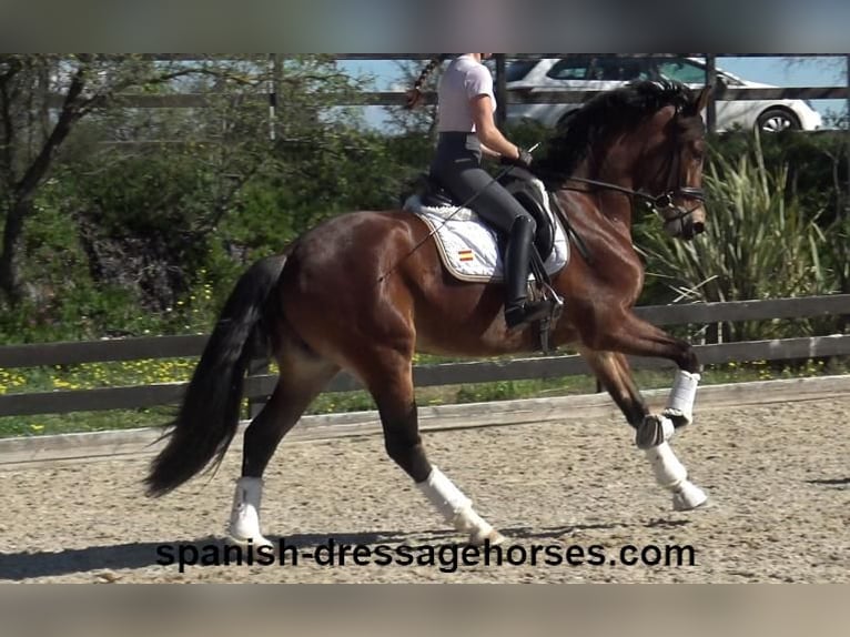 PRE Mix Giumenta 4 Anni 167 cm Baio in Barcelona