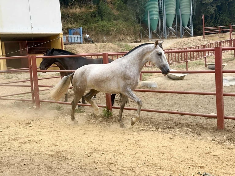 PRE Giumenta 4 Anni 167 cm Grigio in Galaroza (Huelva)