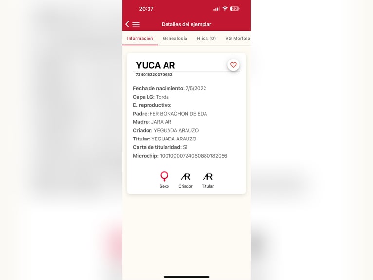 PRE Giumenta 4 Anni 167 cm Grigio in Galaroza (Huelva)