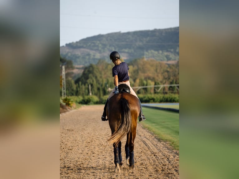 PRE Giumenta 4 Anni 167 cm Grigio in Jerez de la Frontera