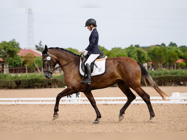 PRE Giumenta 4 Anni 167 cm Grigio in Jerez de la Frontera