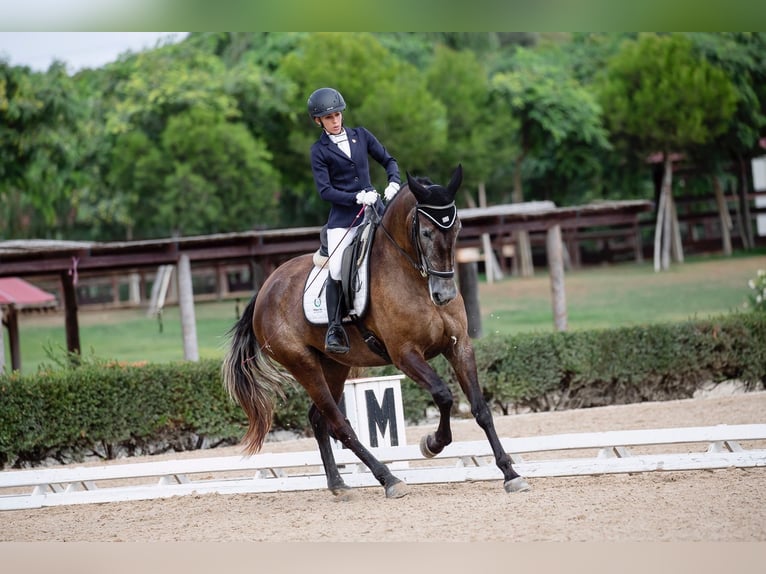 PRE Giumenta 4 Anni 167 cm Grigio in Jerez de la Frontera