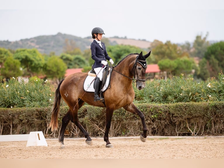 PRE Giumenta 4 Anni 167 cm Grigio in Jerez de la Frontera