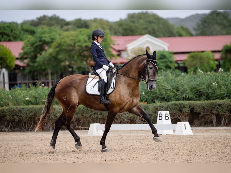 PRE Giumenta 4 Anni 167 cm Grigio in Jerez de la Frontera