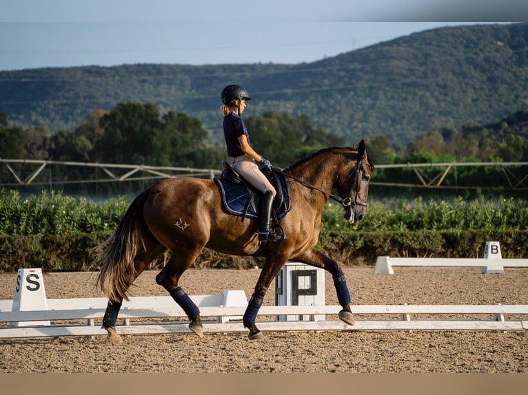 PRE Giumenta 4 Anni 167 cm Grigio in Jerez de la Frontera