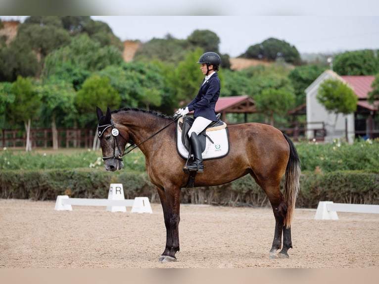 PRE Giumenta 4 Anni 167 cm Grigio in Jerez de la Frontera