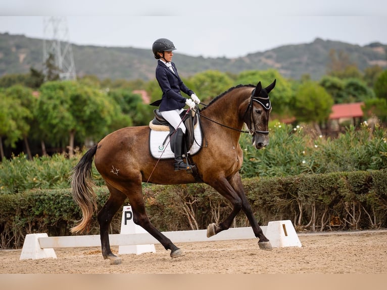 PRE Giumenta 4 Anni 167 cm Grigio in Jerez de la Frontera