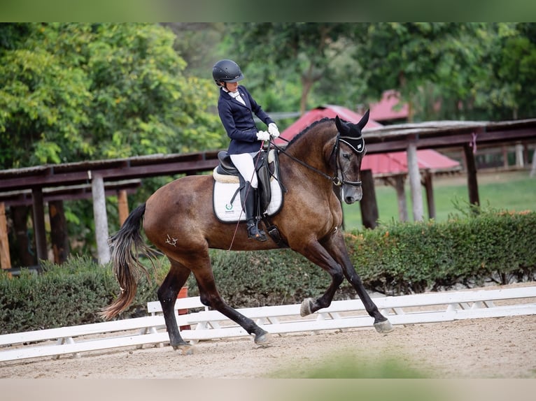 PRE Giumenta 4 Anni 167 cm Grigio in Jerez de la Frontera