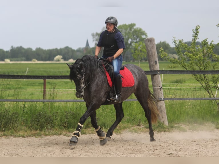 PRE Giumenta 4 Anni 167 cm Grigio in Wremen