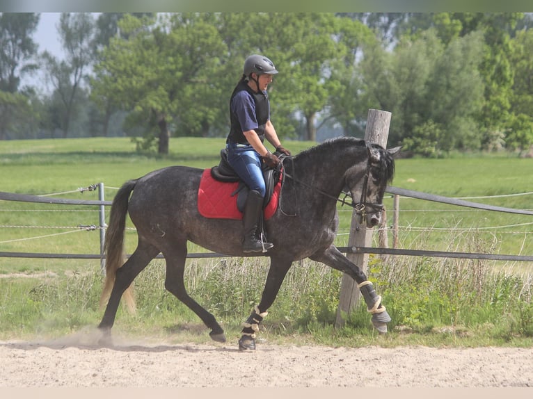 PRE Giumenta 4 Anni 167 cm Grigio in Wremen
