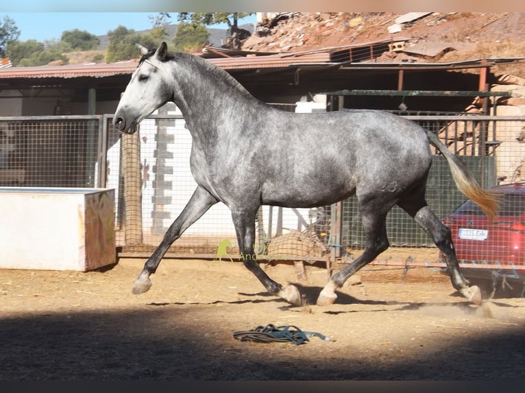 PRE Giumenta 4 Anni 167 cm Grigio in Provinz Malaga