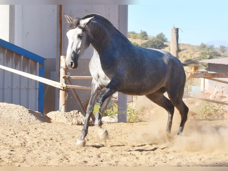 PRE Giumenta 4 Anni 167 cm Grigio in Provinz Malaga