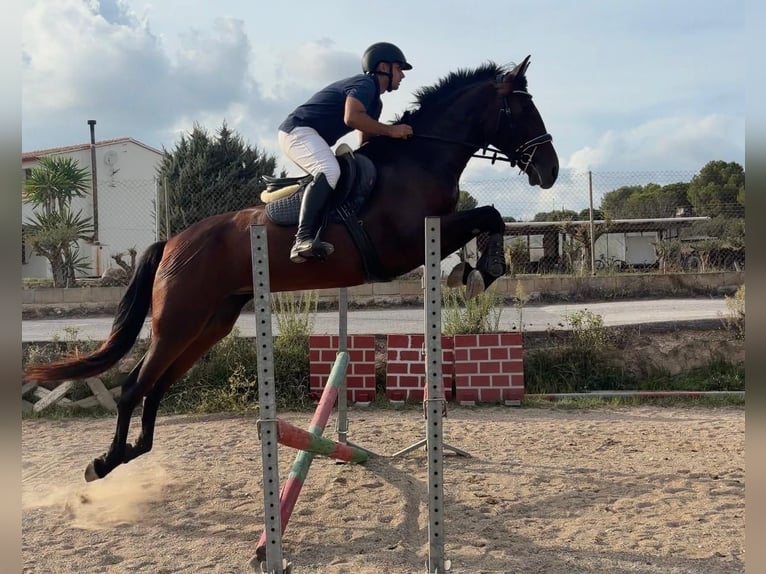 PRE Giumenta 4 Anni 168 cm Baio in Benissa
