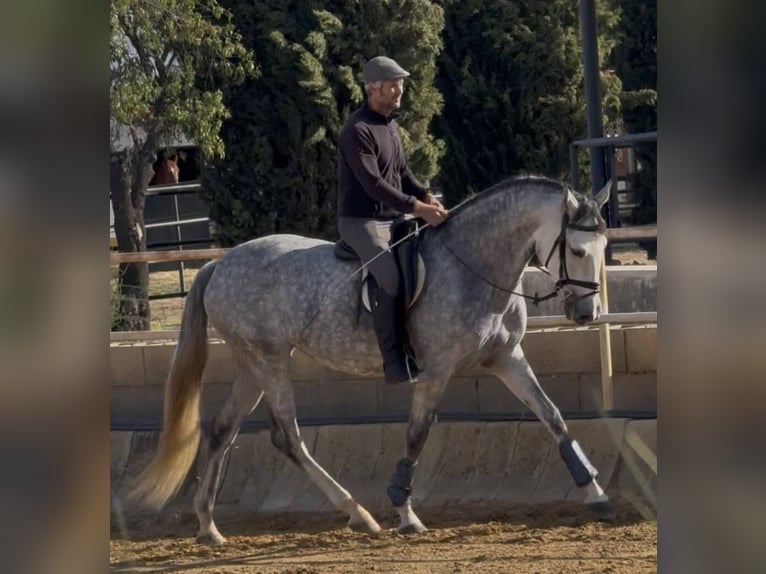 PRE Mix Giumenta 4 Anni 168 cm Grigio in Badajoz