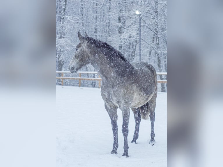 PRE Mix Giumenta 4 Anni 168 cm Grigio in Leichlingen