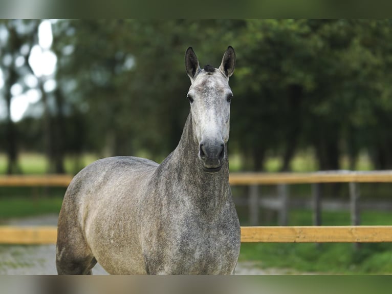 PRE Mix Giumenta 4 Anni 168 cm Grigio in Leichlingen