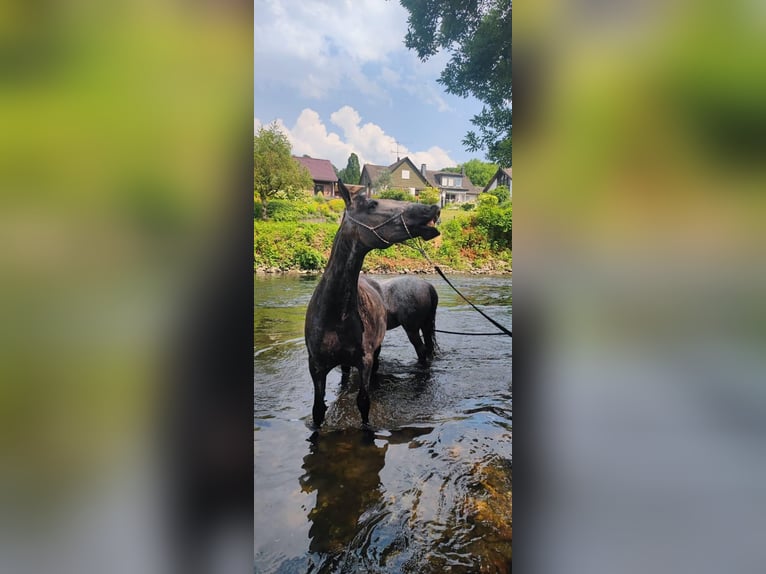 PRE Mix Giumenta 4 Anni 168 cm Grigio in Leichlingen