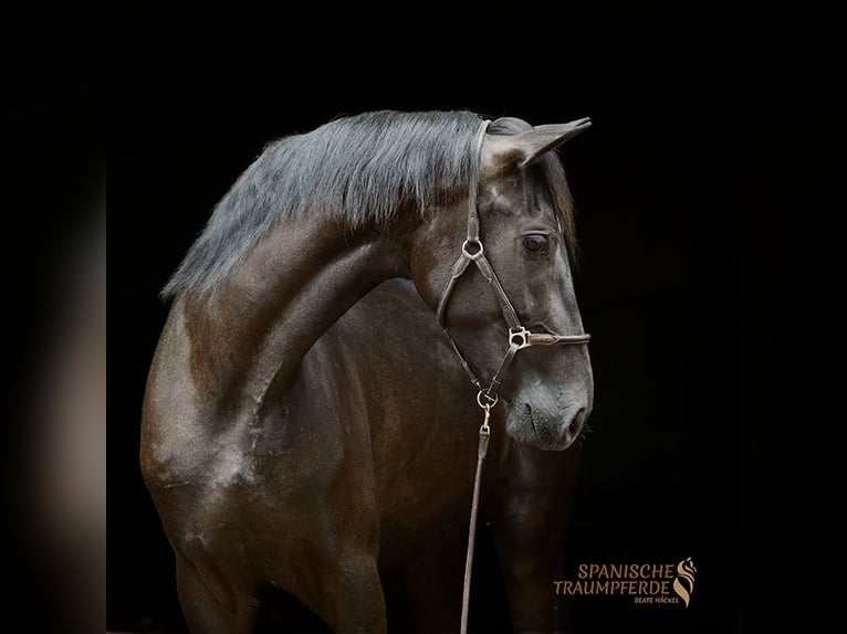 PRE Giumenta 4 Anni 168 cm Morello in Traventhal