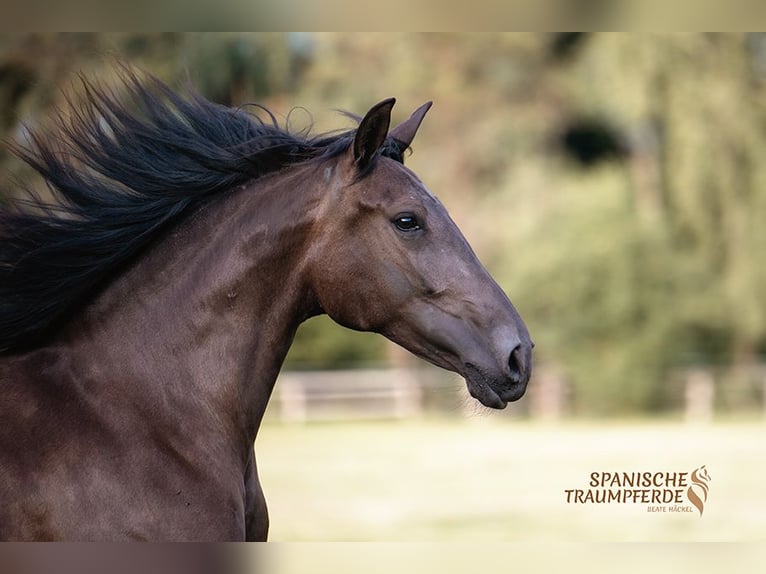 PRE Giumenta 4 Anni 168 cm Morello in Traventhal