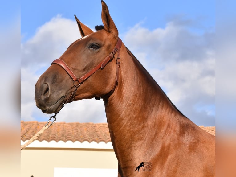 PRE Giumenta 4 Anni 170 cm Baio in Menorca