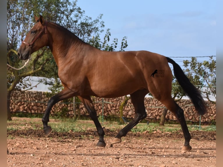 PRE Giumenta 4 Anni 170 cm Baio in Menorca